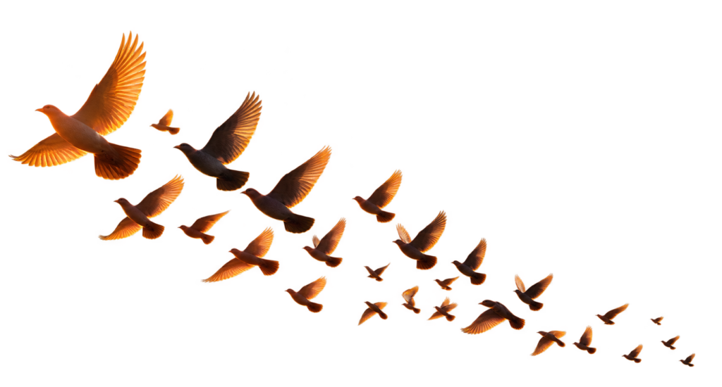 birds3
